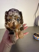 🤎 Maple – Long-Haired Chocolate Dapple Female, a female Miniature Dachshund for sale in Palm Beach, FL – 8 of 9