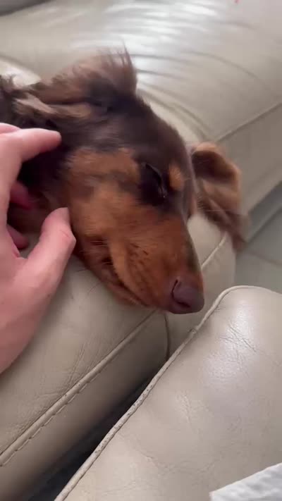 Chewy 🤎 long-haired chocolate & tan Dachshund boy, a male Miniature Dachshund for sale in Palm Beach, FL – 6 of 7
