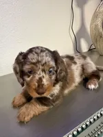 🤎 Maple – Long-Haired Chocolate Dapple Female, a female Miniature Dachshund for sale in Palm Beach, FL – 3 of 9