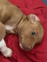 Esmeralda ("Gordita"), a female Dachshund for sale in Palm Beach, FL – 5 of 9