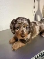 🤎 Maple – Long-Haired Chocolate Dapple Female, a female Miniature Dachshund for sale in Palm Beach, FL – 7 of 9