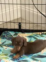  Hazel 🤎 - Short-Haired Chocolate Female, a female Miniature Dachshund for sale in Palm Beach, FL – 5 of 8
