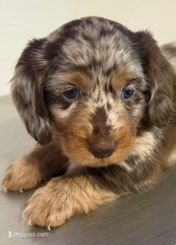 🤎 Maple – Long-Haired Chocolate Dapple Female – Miniature Dachshund puppy on hold in Palm Beach, FL