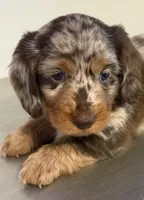 🤎 Maple – Long-Haired Chocolate Dapple Female, a female Miniature Dachshund for sale in Palm Beach, FL – 1 of 9