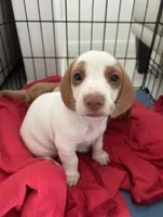 Rosita (Rose), a female Miniature Dachshund for sale in Palm Beach, FL – 5 of 7