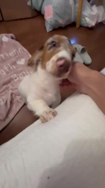 🤍 Copito ("Cotton") – Long-Haired Male Dachshund, a male Miniature Dachshund for sale in Palm Beach, FL – 4 of 8