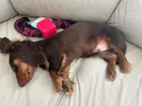 Chewy 🤎 long-haired chocolate & tan Dachshund boy, a male Miniature Dachshund for sale in Palm Beach, FL – 2 of 8