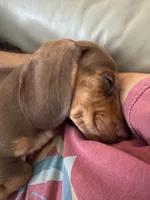 CANELA / CINNAMON , a female Dachshund for sale in Palm Beach, FL – 2 of 4