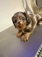 🤎 Maple – Long-Haired Chocolate Dapple Female, a female Miniature Dachshund for sale in Palm Beach, FL – 2 of 9
