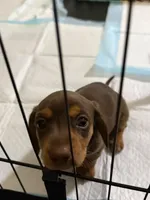  Hazel 🤎 - Short-Haired Chocolate Female, a female Miniature Dachshund for sale in Palm Beach, FL – 6 of 8