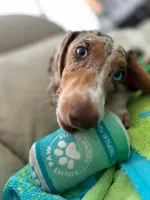 Ojitos - Blue Eyes, a female Dachshund for sale in Palm Beach, FL – 7 of 9
