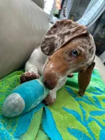 Ojitos - Blue Eyes, a female Dachshund for sale in Palm Beach, FL – 3 of 9