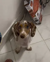 Ojitos - Blue Eyes, a female Dachshund for sale in Palm Beach, FL – 4 of 9