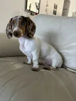 Ojitos - Blue Eyes, a female Dachshund for sale in Palm Beach, FL – 5 of 9