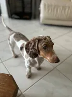 Ojitos - Blue Eyes, a female Dachshund for sale in Palm Beach, FL – 6 of 9