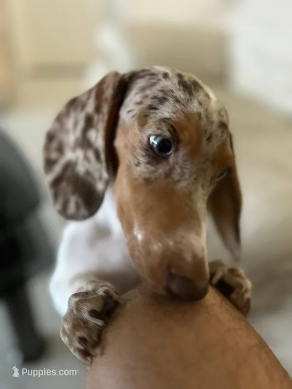 Ojitos - Blue Eyes – Dachshund puppy for sale in Palm Beach, FL