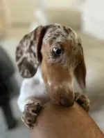 Ojitos - Blue Eyes, a female Dachshund for sale in Palm Beach, FL – 1 of 9