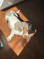 Ojitos - Blue Eyes, a female Dachshund for sale in Palm Beach, FL – 9 of 9