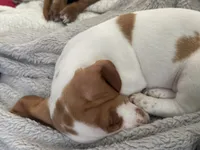 Rosita (Rose), a female Dachshund for sale in Palm Beach, FL – 4 of 6