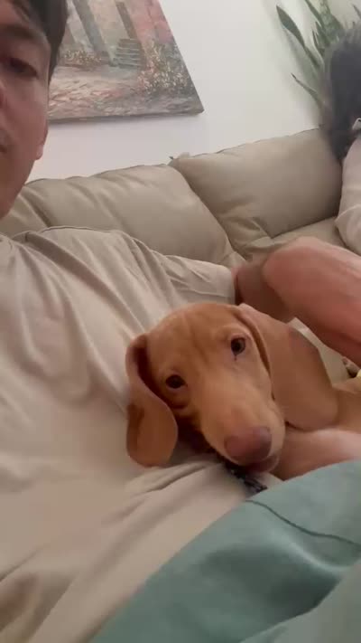 Sunny boy ☀️ Golden-cream, short-haired , a male Miniature Dachshund for sale in Palm Beach, FL – 9 of 10