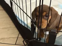 Cocoa 🤎 - Short-Haired Chocolate Female, a female Miniature Dachshund for sale in Palm Beach, FL – 6 of 7