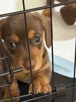  Hazel 🤎 - Short-Haired Chocolate Female, a female Miniature Dachshund for sale in Palm Beach, FL – 2 of 8