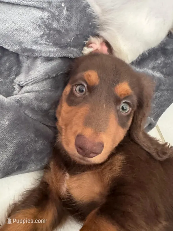 Chewy 🤎 long-haired chocolate & tan Dachshund boy – Miniature Dachshund puppy for sale in Palm Beach, FL