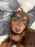 Chewy 🤎 long-haired chocolate & tan Dachshund boy, a male Miniature Dachshund for sale in Palm Beach, FL – 4 of 7