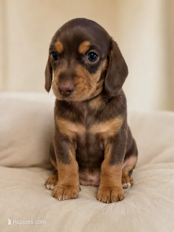 Cocoa 🤎 - Short-Haired Chocolate Female – Miniature Dachshund puppy for sale in Palm Beach, FL