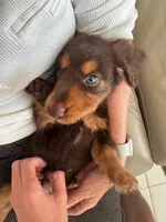 Chewy 🤎 long-haired chocolate & tan Dachshund boy, a male Miniature Dachshund for sale in Palm Beach, FL – 5 of 7