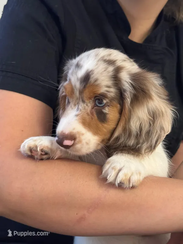 🤍 Copito ("Cotton") – Long-Haired Male Dachshund – Miniature Dachshund puppy for sale in Palm Beach, FL