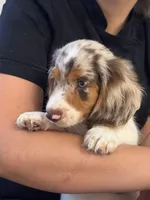🤍 Copito ("Cotton") – Long-Haired Male Dachshund, a male Miniature Dachshund for sale in Palm Beach, FL – 1 of 8