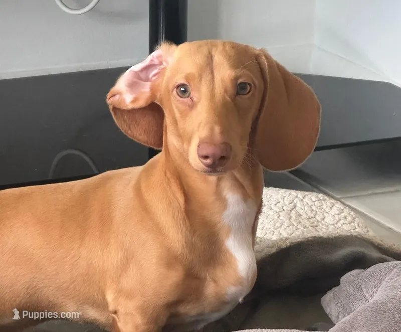 Sunny ☀️ Short-haired Dachshund – Miniature Dachshund puppy for sale in Palm Beach, FL