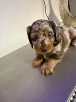 🤎 Maple – Long-Haired Chocolate Dapple Female, a female Miniature Dachshund for sale in Palm Beach, FL – 9 of 9