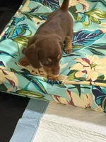  Hazel 🤎 - Short-Haired Chocolate Female, a female Miniature Dachshund for sale in Palm Beach, FL – 8 of 8
