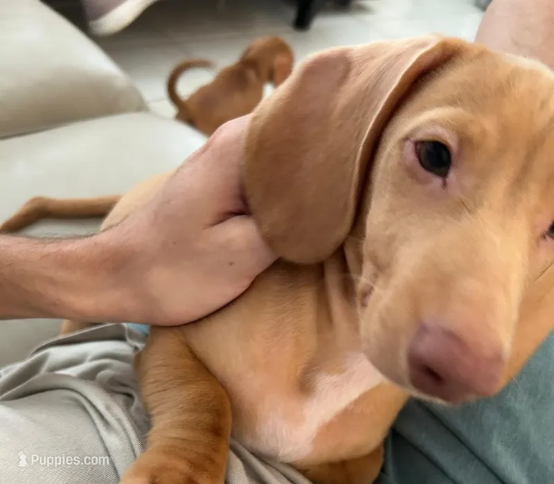 Sunny ☀️ Yellow-cream, short-haired Dachshund – Miniature Dachshund puppy for sale in Palm Beach, FL