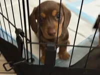  Hazel 🤎 - Short-Haired Chocolate Female, a female Miniature Dachshund for sale in Palm Beach, FL – 4 of 8