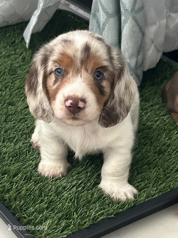 🤍 Copito ("Cotton") – Long-Haired Male Dachshund – Miniature Dachshund puppy on hold in Palm Beach, FL