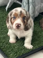 🤍 Copito ("Cotton") – Long-Haired Male Dachshund, a male Miniature Dachshund for sale in Palm Beach, FL – 2 of 8
