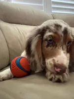 🤍 Copito ("Cotton") – Long-Haired Male Dachshund, a male Miniature Dachshund for sale in Palm Beach, FL – 7 of 8