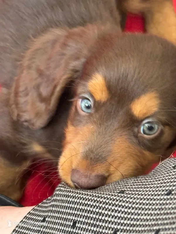Chewy 🤎 long-haired chocolate & tan Dachshund boy – Miniature Dachshund puppy for sale in Palm Beach, FL
