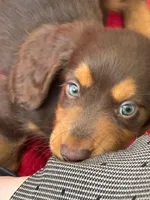 Chewy 🤎 long-haired chocolate & tan Dachshund boy, a male Miniature Dachshund for sale in Palm Beach, FL – 1 of 7