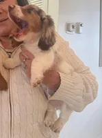 🤍 Copito ("Cotton") – Long-Haired Male Dachshund, a male Miniature Dachshund for sale in Palm Beach, FL – 8 of 8
