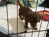 Cocoa 🤎 - Short-Haired Chocolate Female, a female Miniature Dachshund for sale in Palm Beach, FL – 5 of 7