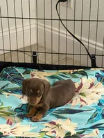  Hazel 🤎 - Short-Haired Chocolate Female, a female Miniature Dachshund for sale in Palm Beach, FL – 7 of 8