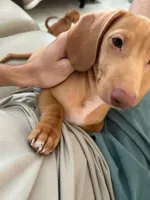Sunny boy ☀️ Golden-cream, short-haired , a male Miniature Dachshund for sale in Palm Beach, FL – 4 of 10