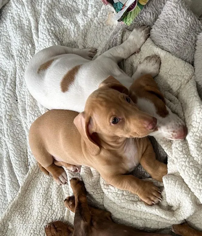 Sunny boy ☀️ Golden-cream, short-haired  – Miniature Dachshund puppy for sale in Palm Beach, FL