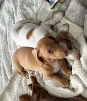Sunny boy ☀️ Golden-cream, short-haired , a male Miniature Dachshund for sale in Palm Beach, FL – 1 of 10