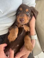 Chewy 🤎 long-haired chocolate & tan Dachshund boy, a male Miniature Dachshund for sale in Palm Beach, FL – 2 of 7