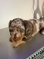 🤎 Maple – Long-Haired Chocolate Dapple Female, a female Miniature Dachshund for sale in Palm Beach, FL – 5 of 9